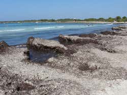 La Posidonia : algues