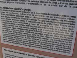 Posidonie de Méditerranée à Minorque (algues)